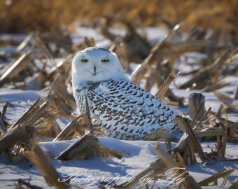 Búho nival sonriendo bajo el sol invernal, Hadley, Massachusetts