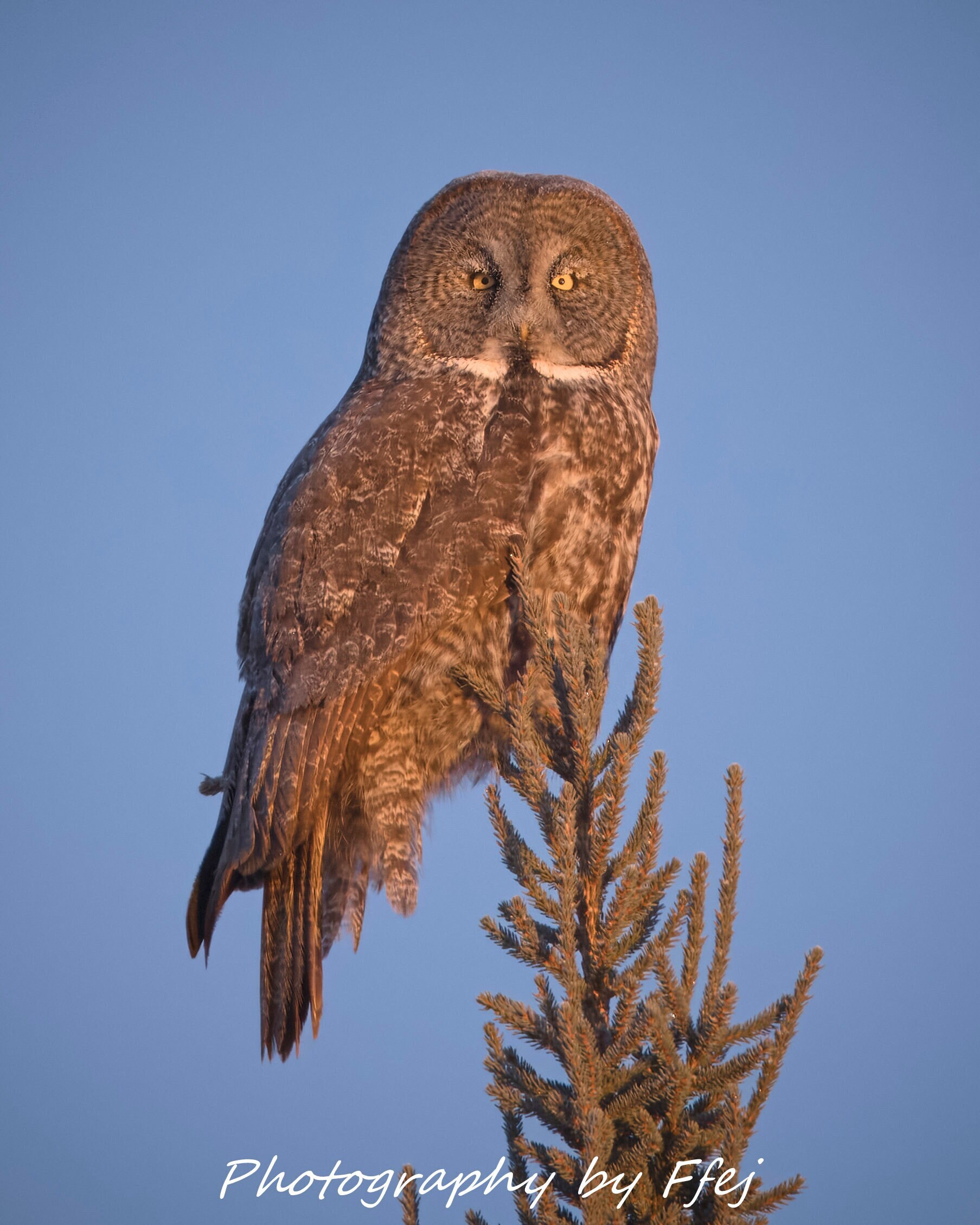 Great Grey Owl at Sunrise, Minnesota