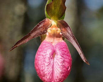 Fotografía de primer plano de una zapatilla de dama cubierta de rocío tomada en el este de Connecticut