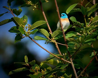 The Lazuli Bunting in morning sun, Powell Butte Nature Park, Oregon