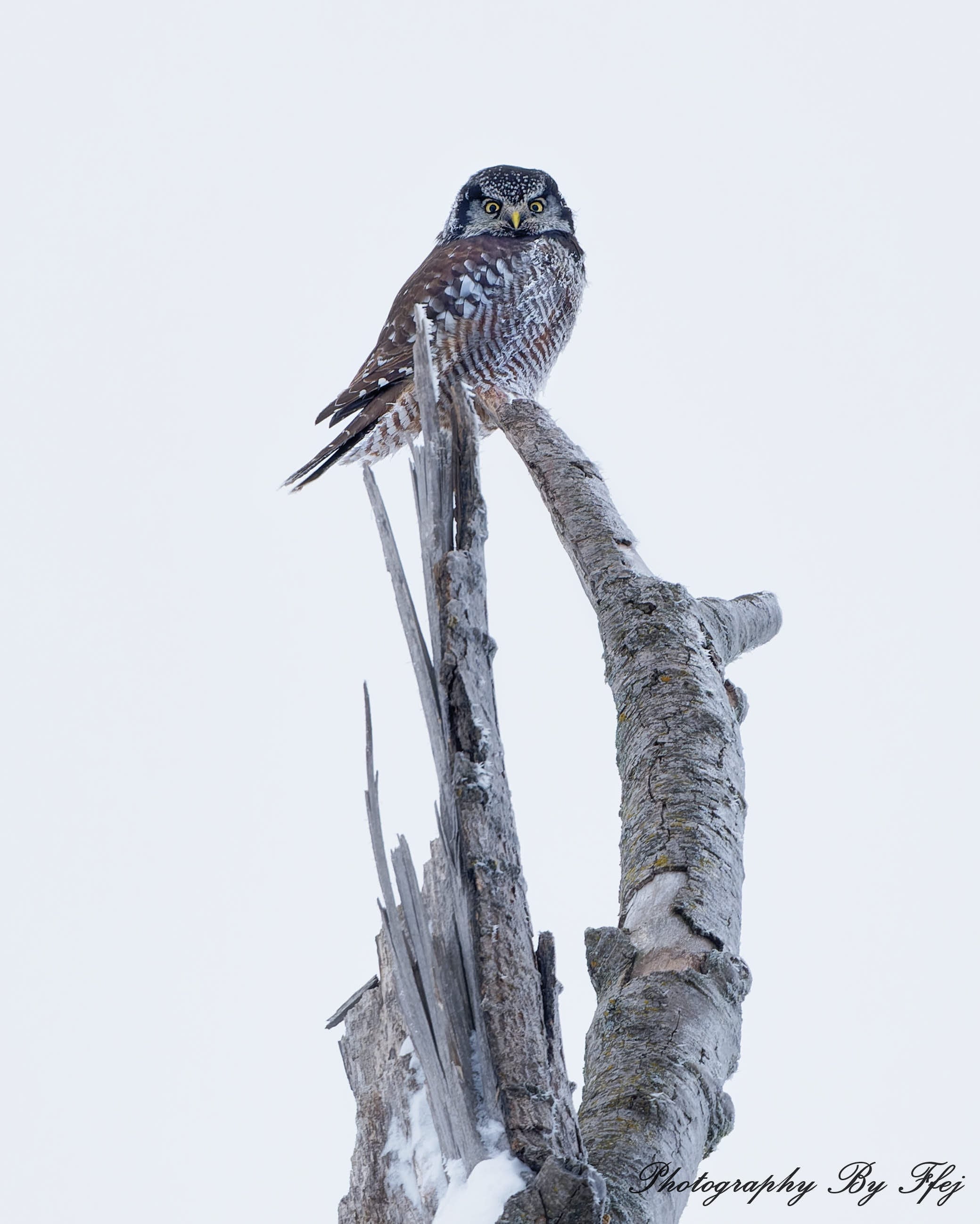 Northern Hawk Owl perched on a snag, Sax-Zim Bog, Minnesota