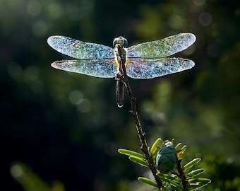 Hermosa fotografía de una libélula disfrutando del sol del mediodía, Woodbury, Connecticut
