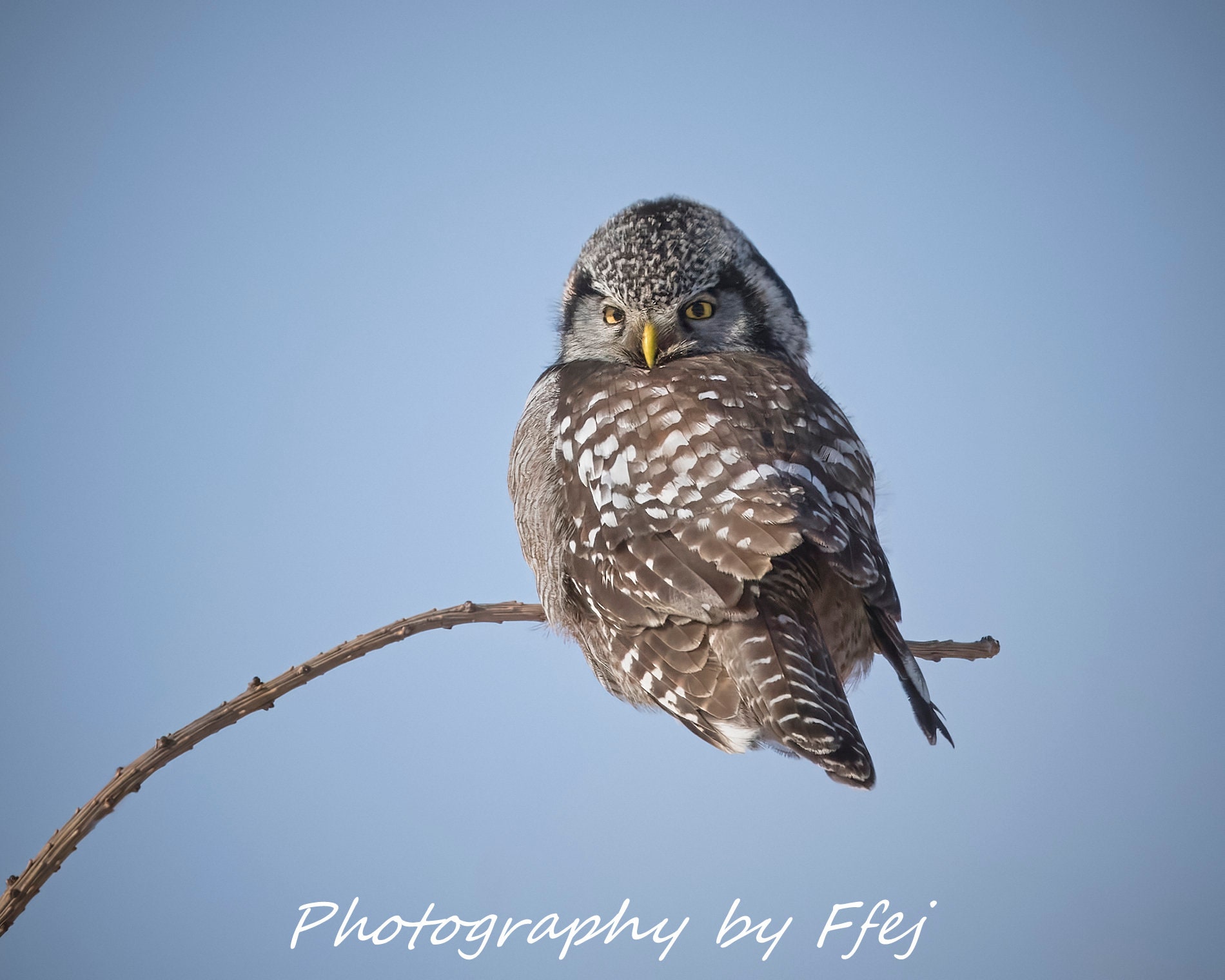 Northern Hawk Owl Perched, Minnesota