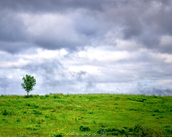 Deer Hiding on a Hill, Portland, Oregon
