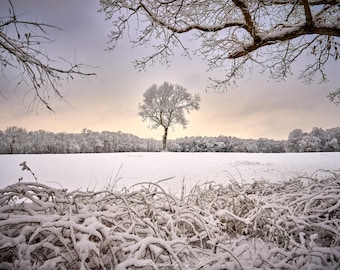 Roble de invierno, Voluntown, Connecticut