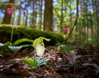 White Lady Slipper soaking up the sun, Voluntown, Connecticut