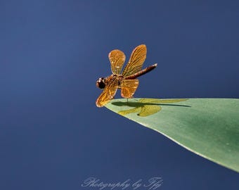 Hermosa fotografía de una libélula Amberwing oriental disfrutando del sol de verano, Eastford, Connecticut