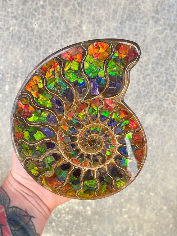 XL Ammonite With Ammolite Inlay Etsy