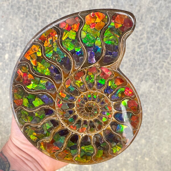 Ammolite - Etsy