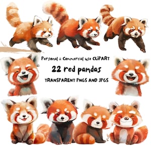 Lindo panda rojo en acuarela, clipart / 22 PNG y JPG de alta calidad / clipart para guardería, arte de pared, diario basura, descarga digital / uso comercial