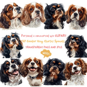 Cavalier King Charles Spaniel Clipart, 47 High-Resolution PNGs and JPGs, Instant Download for Crafting Baby Animals Clipart Commercial Use