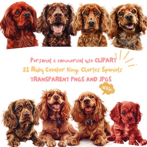 Ruby Cavalier King Charles Spaniel Clipart,21 PNG y JPG de alta resolución,Descarga instantánea para la elaboración de imágenes prediseñadas de animales bebés uso comercial