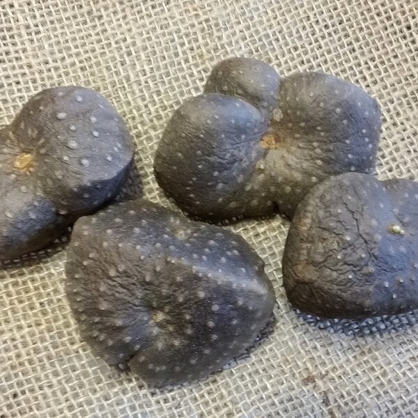 Difficile à trouver « Comestible » Dioscorea Bulbifera Air Potato **Lire la description