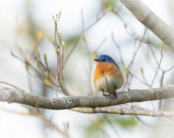 Puede incluir: Un azulejo oriental posado sobre una rama de árbol delgada y de color marrón claro. El ave tiene la cabeza y el dorso de un azul vibrante, el pecho de color naranja óxido y el vientre blanco. La rama muestra pequeñas ramitas y líquenes.