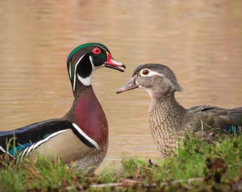 Retrato de cerca de un pato joyuyo macho y una hembra.
