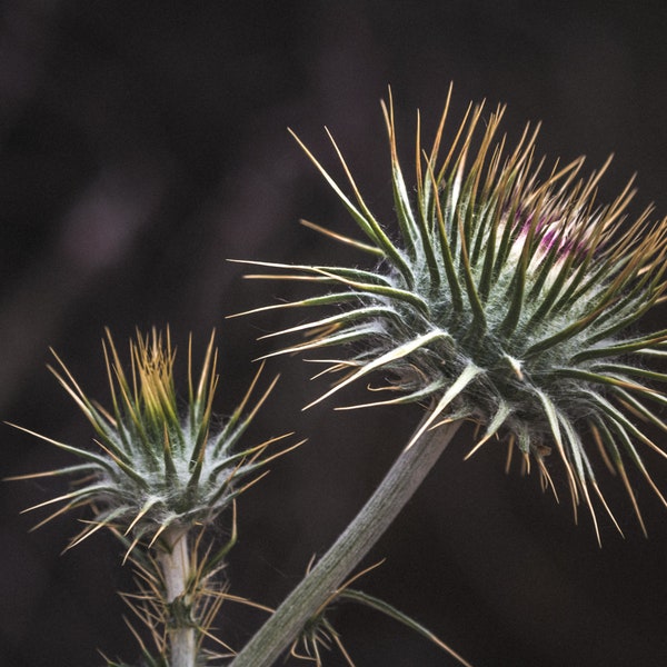 Desert Cacti, Joshua Tree National Park, Cactus, Nature Photography, Digital Download, Wall Art, Mountains, Peaceful Art, California