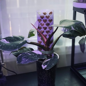 Heart/Star plastic D shape moss pole 2 sheets