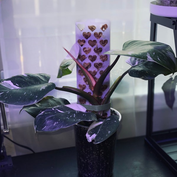 Plastic Moss Pole D Shape Etsy