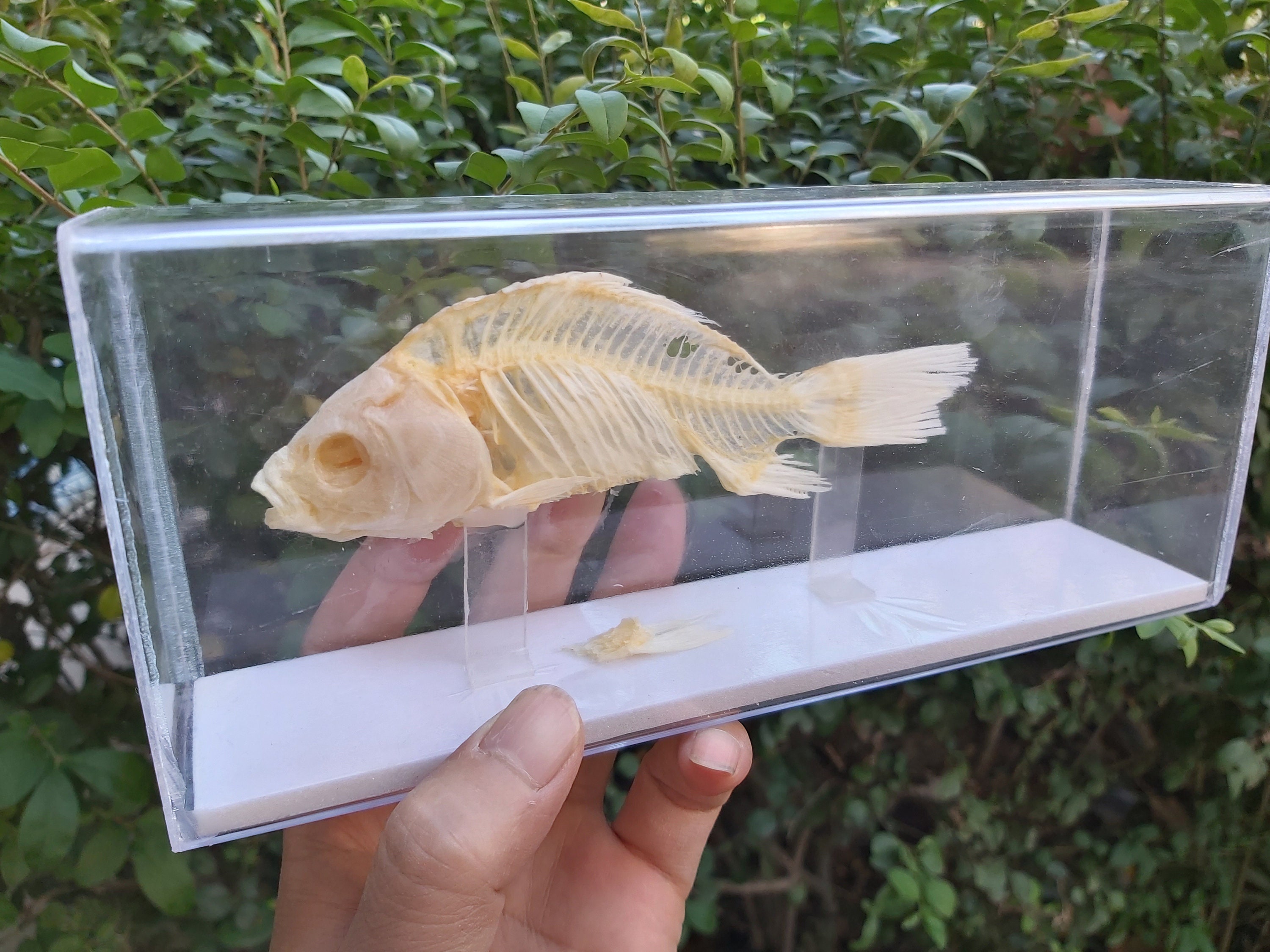 plastic fish skeleton toy