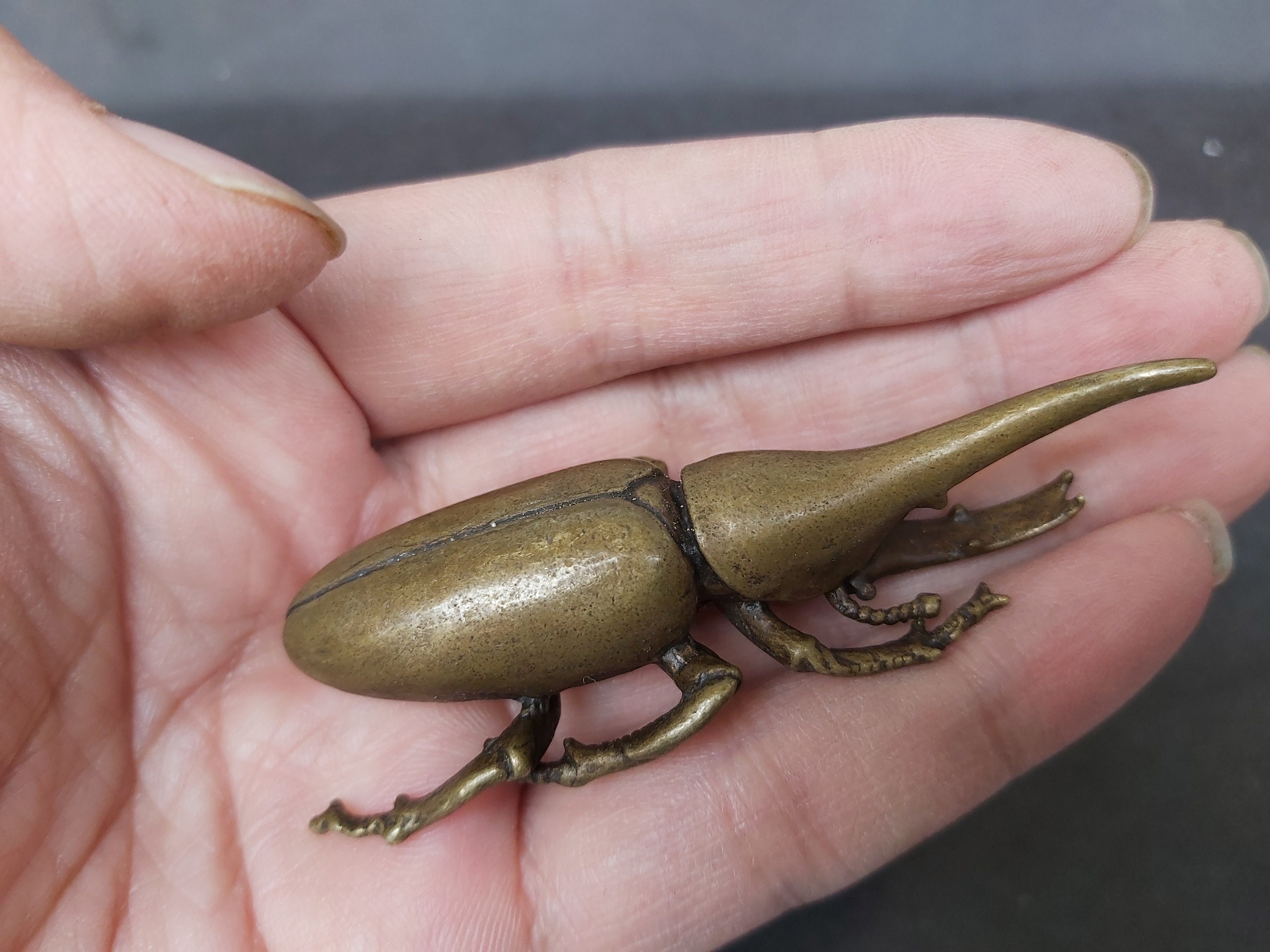 hercules beetle for sale Compare 44 second hand ads