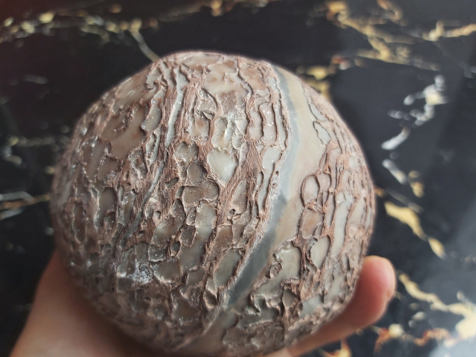 1.58kg Egg Fossil Segnosaur Dinosaur Egg Fossilized World Etsy