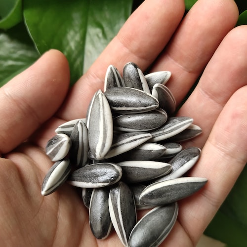 Ai Weiwei Porcelain Sunflower Seeds LONDON TATE MODERN 50 Pcs Etsy