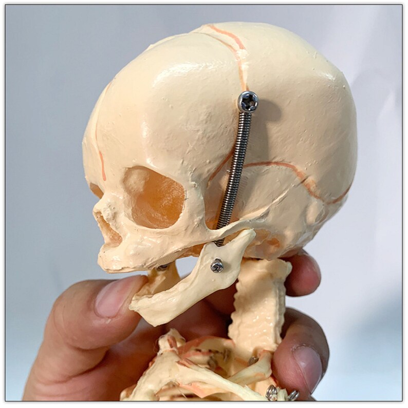 Newborn skeleton 14.5 OR 37cm Human New Head Baby Skull | Etsy