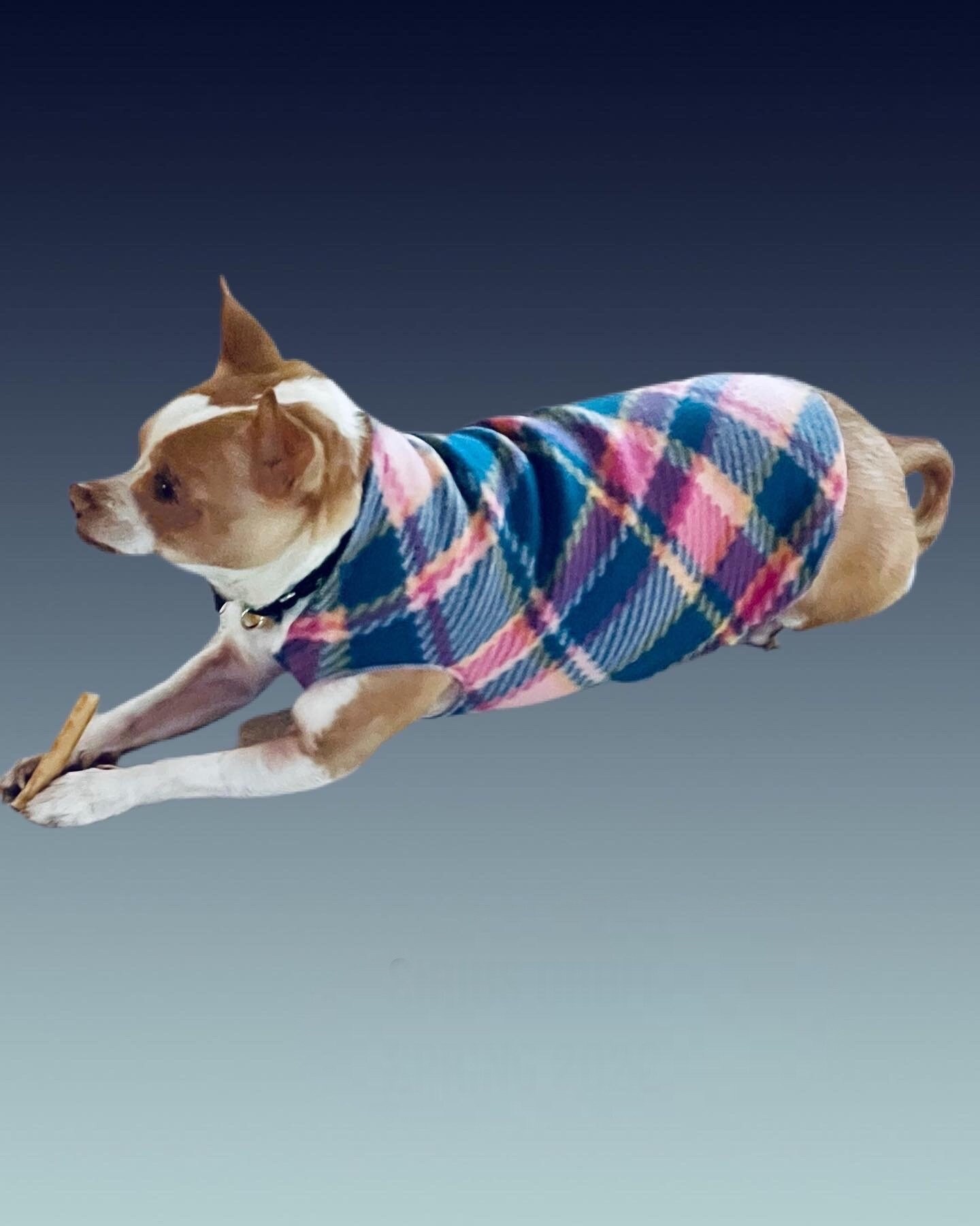 alton farm and home dog food nutrisource BUY Chicken, Lamb & Ocean Fish Canned Dog Food NutriSource Pet Foods