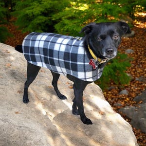 May include: A black dog wearing a black, white, and gray plaid dog coat stands on a large rock. The dog has a yellow collar with a red bone-shaped tag. The background features green foliage and fallen leaves.