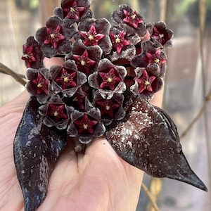 Hoya Pubicalyx Royal Hawaiian Purple in 4.25 inch pots / Exact Plants / Beautiful scented flowers