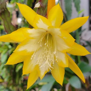 May include: A close-up of a vibrant yellow flower with white accents. The flower has multiple pointed petals and a central cluster of white stamens. The background is blurred, suggesting a garden setting.