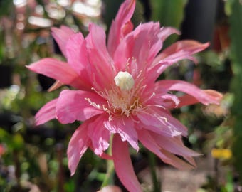 Incredible Epiphyllum Cuttings / Small Flowers / Epicactus / Selle Select