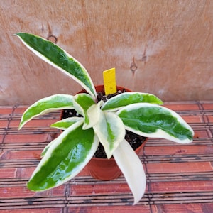 May include: A Hoya plant in a small brown plastic pot with a yellow plant marker. The plant features variegated leaves with dark green centers and creamy white margins. The leaves are glossy, pointed, and arranged in a radial pattern.