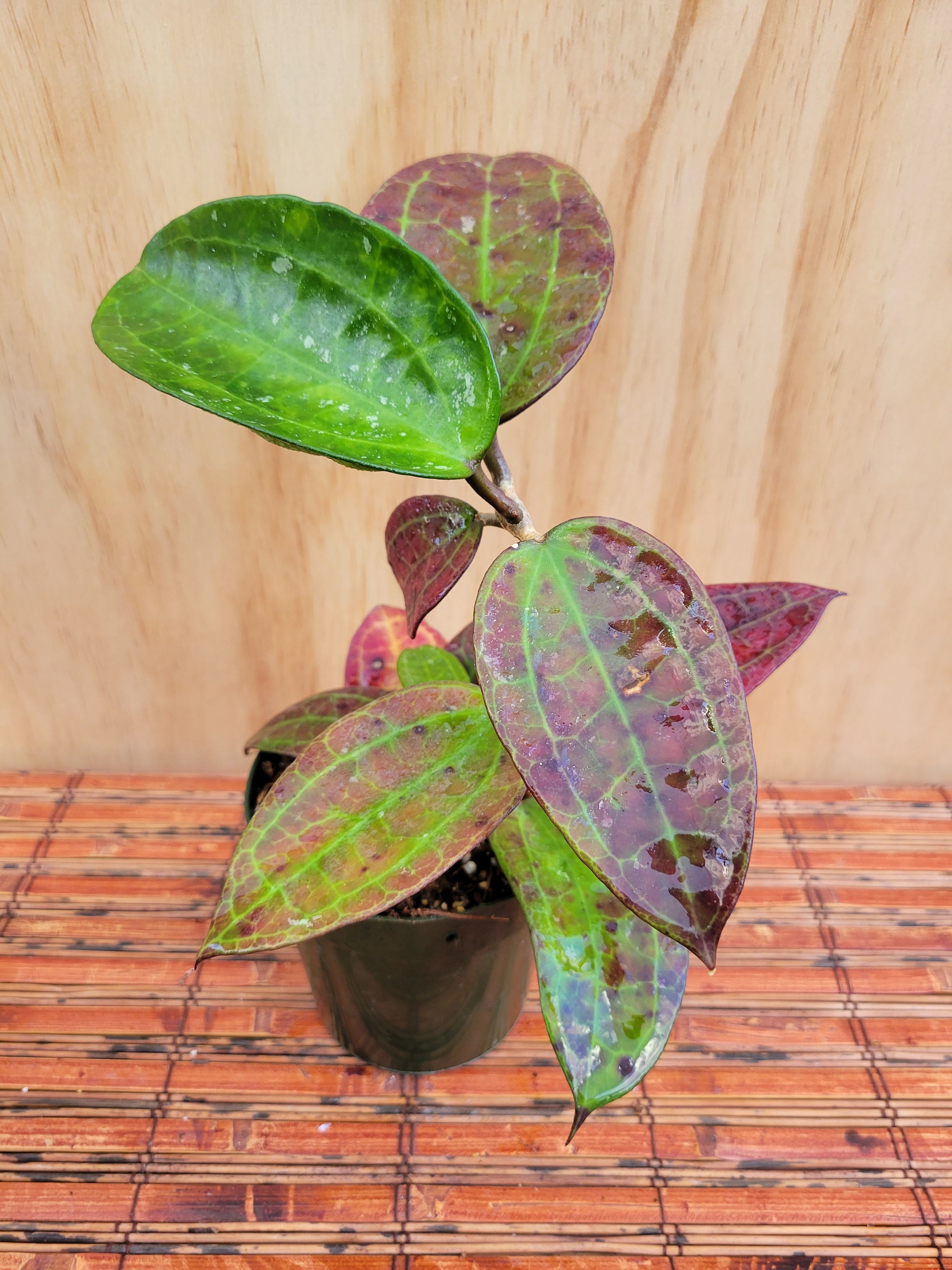 Hoya Sp. IV WMZ (welsh Mountain Zoo) in a 4.25 Inch Pot / Well