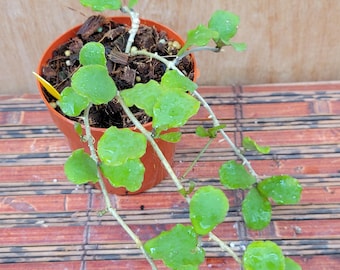 Hoya Endauensis  in a 3 inch pot / Well Established / Exact Plant
