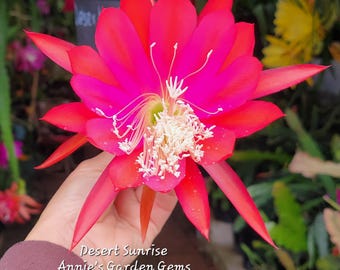 Desert Sunrise Epiphyllum in 4 Inch Pots / Epicactus / Well Rooted / Seller  Select / Cuttings Option - Etsy