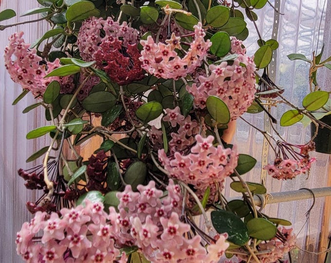 Hoya Mathilde in a 3 Inch Pot / Rare Pink Flowers / Well Established ...