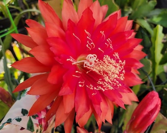 Kiwi Fellowship Epiphyllum in 4 inch pots / Epicactus / Well Rooted / Seller Select / Cuttings Option