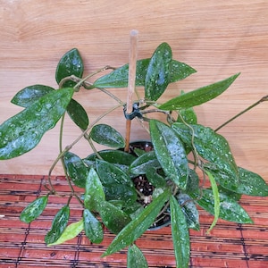 Hoya Wilbur Graves in a 4.25 inch pot / Well Established / Silver Splash / Exact Plant
