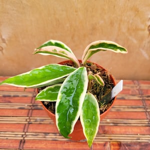 May include: A Hoya carnosa Krimson Queen plant in a small orange plastic pot. The plant features glossy, pointed leaves with dark green centers and creamy white to light pink variegated margins. A small white plant marker is visible in the soil.
