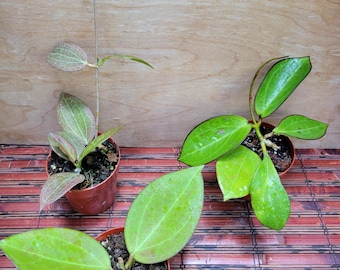 レア　ホヤ　ヴァンヴィエン hoya vangviengiensis Hoya vangviengiensis – Unsolicited Plant Talks