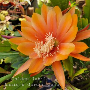 Golden Jubilee Epiphyllum in 4 inch pots / Large Flowers / Epicactus / Seller Select / Cuttings Option