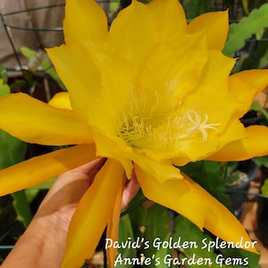 May include: A close-up of a large, vibrant yellow flower with multiple petals and a delicate white center. The flower is in full bloom, showcasing its bright color and intricate details. Text at the bottom reads "David's Golden Splendor Annie's Garden Gems."