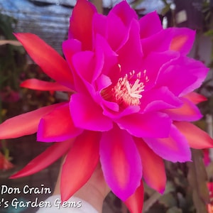 May include: A close-up of a vibrant pink and red flower with a white center. The petals transition from deep red to bright pink. The text "Don Crain Annie's Garden Gems" is visible at the bottom of the image.