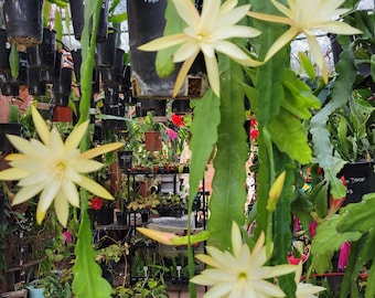 Kiwi Honey Bea Epiphyllum in 4 inch pots / Epicactus / Well Rooted / Seller Select / Cuttings Option