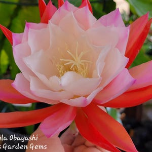 May include: A large epiphyllum flower with layered petals transitioning from a vibrant red at the base to a soft, pale pink and white at the center. The bloom features prominent yellow stamens and the text Camila Obayashi Annie's Garden Gems.