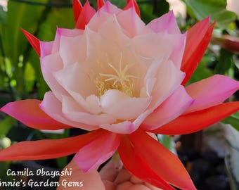 Camila Obayashi Epiphyllum in 4 inch pots / Large Fragrant Flowers / Well Rooted / Epicactus / Seller Select / Cuttings Option