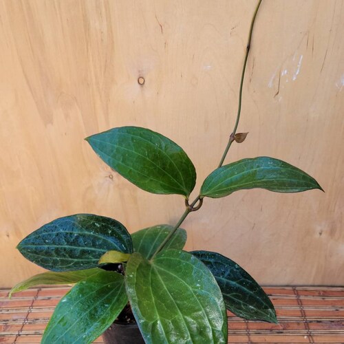Hoya Latifolia Clandestina (Yellow shops Flower) in a 4 inch pot / Gorgeous Veined Leaves / Exact Plant / Well established