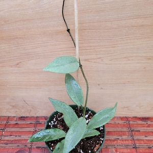 Hoya Wilbur Graves Silver in a 4.25 inch pot / Well Established / Gorgeous Silver / Exact Plant