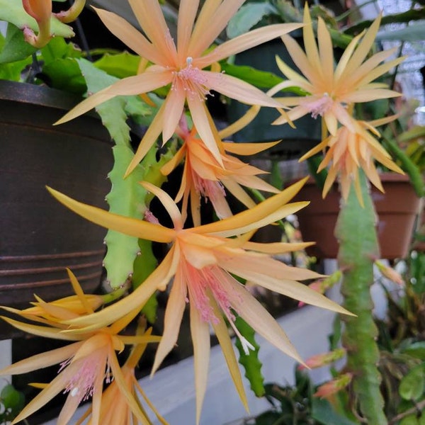Epiphyllum Thirty Dreams in 4 inch pots / Well Rooted / Orchid Cactus / Exact Plants